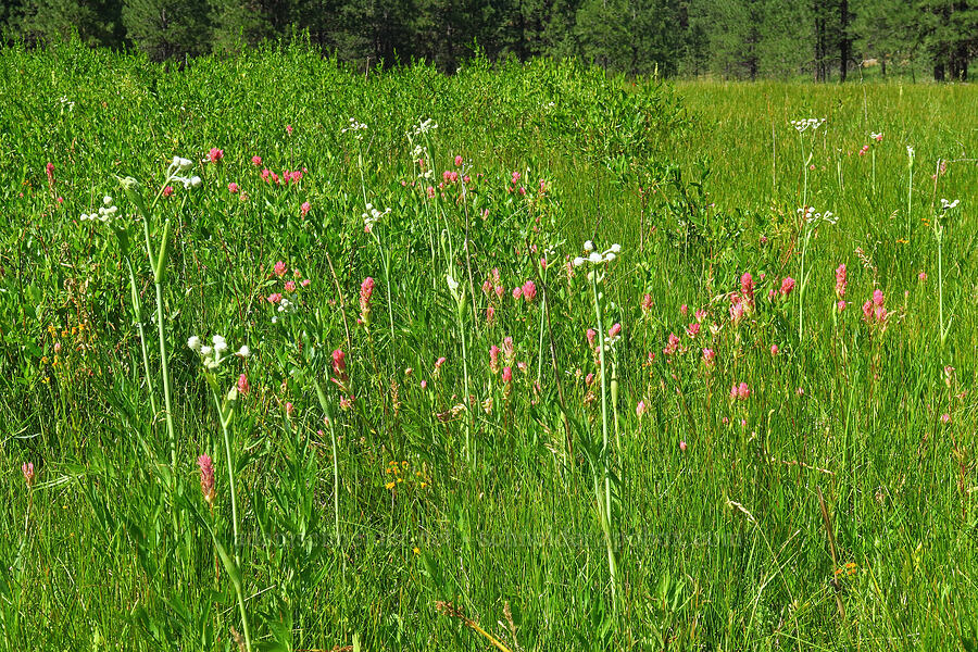 wildflowers (Castilleja miniata, Sphenosciadium capitellatum (Angelica capitellata), Senecio sp.) [Bandit Spring, Ochoco National Forest, Crook County, Oregon]