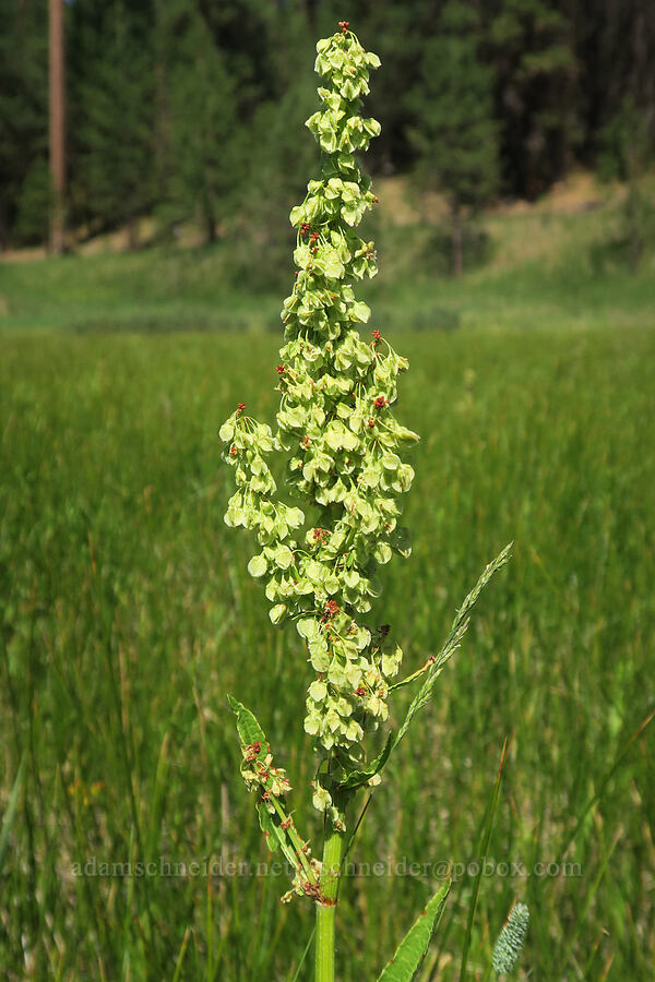 western dock (Rumex occidentalis (Rumex aquaticus var. fenestratus)) [Bandit Spring, Ochoco National Forest, Crook County, Oregon]