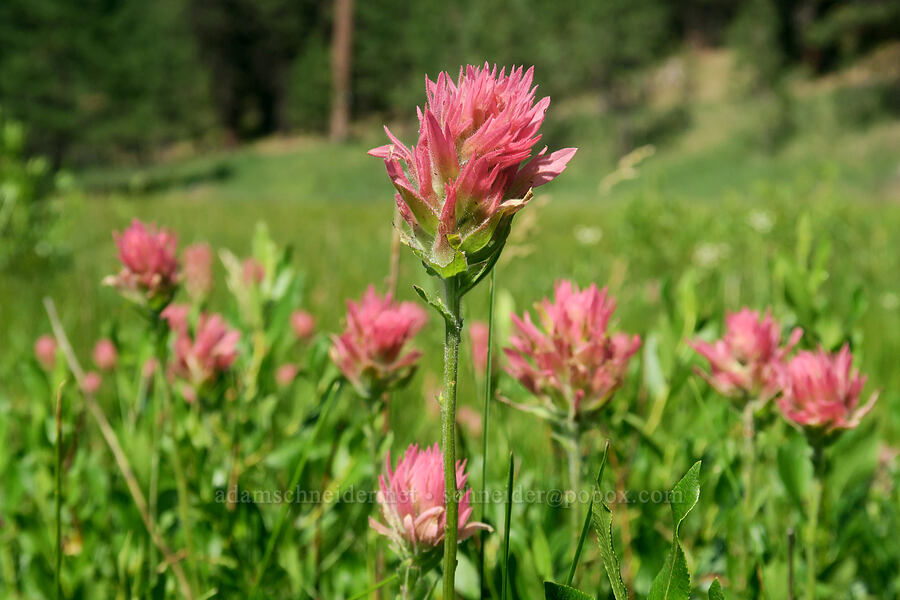 weird pink paintbrush (Castilleja miniata) [Bandit Spring, Ochoco National Forest, Crook County, Oregon]