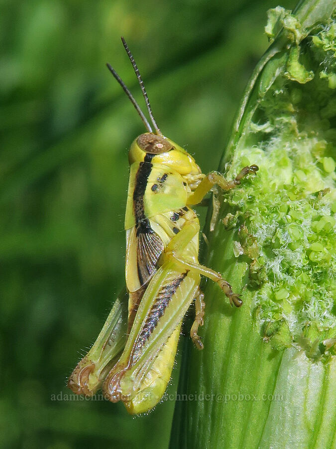 two-stripe grasshopper eating ranger's buttons (Melanoplus bivittatus, Sphenosciadium capitellatum (Angelica capitellata)) [Bandit Spring, Ochoco National Forest, Crook County, Oregon]