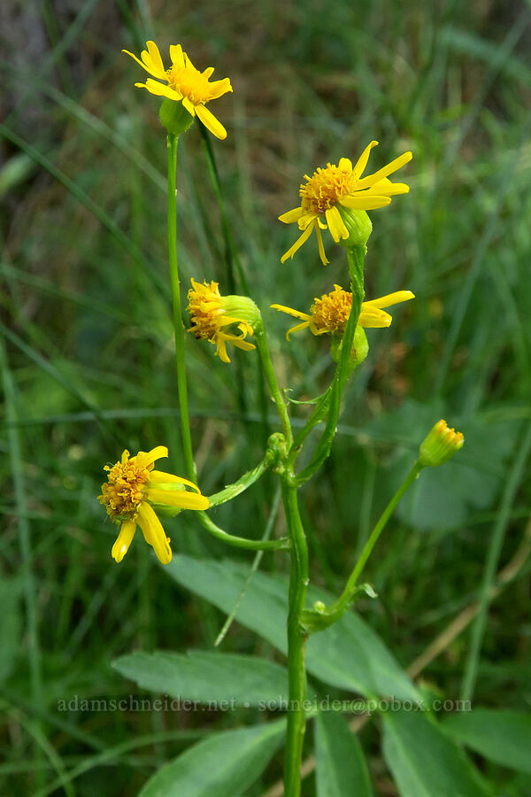 sweet marsh ragwort (tall groundsel) (Senecio hydrophiloides (Senecio foetidus)) [Bandit Spring, Ochoco National Forest, Crook County, Oregon]