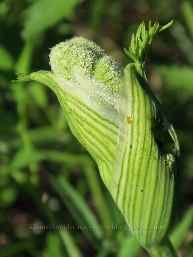 ranger's buttons, budding (Sphenosciadium capitellatum (Angelica capitellata)) [Bandit Spring, Ochoco National Forest, Crook County, Oregon]