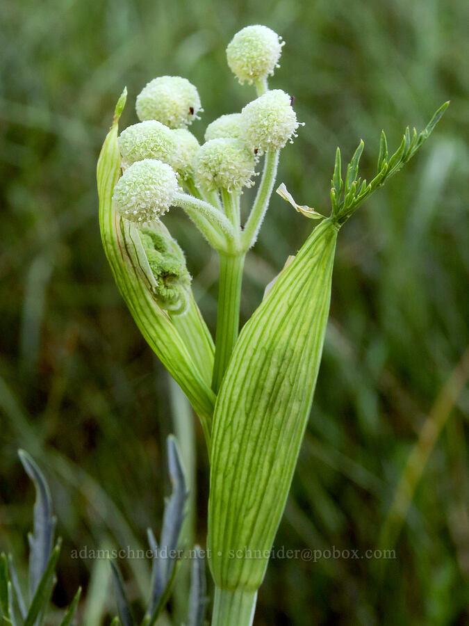 ranger's buttons (Sphenosciadium capitellatum (Angelica capitellata)) [Bandit Spring, Ochoco National Forest, Crook County, Oregon]