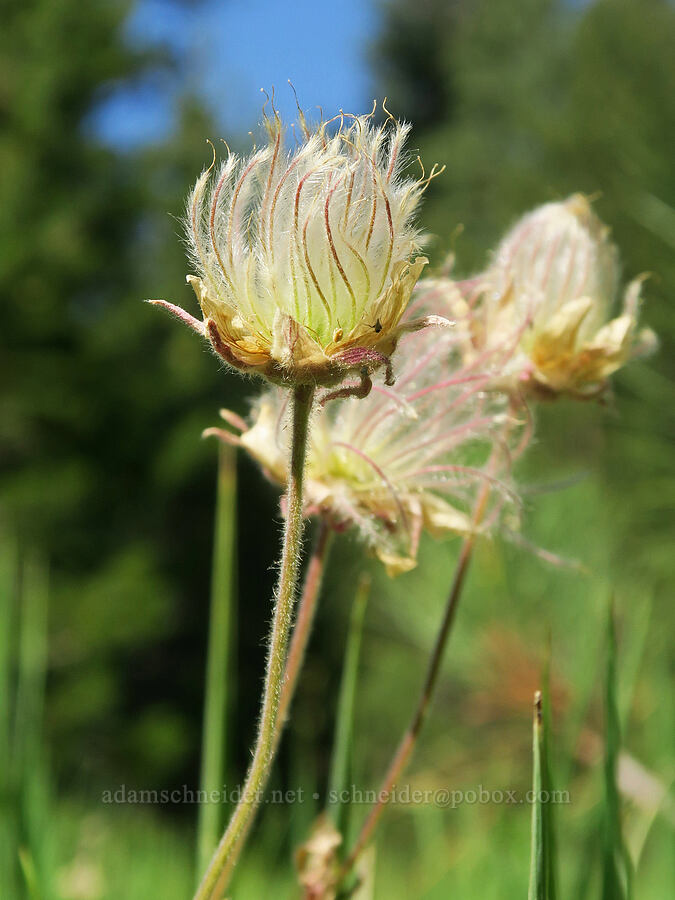 prairie smoke seeds (Geum triflorum) [Bandit Spring, Ochoco National Forest, Crook County, Oregon]