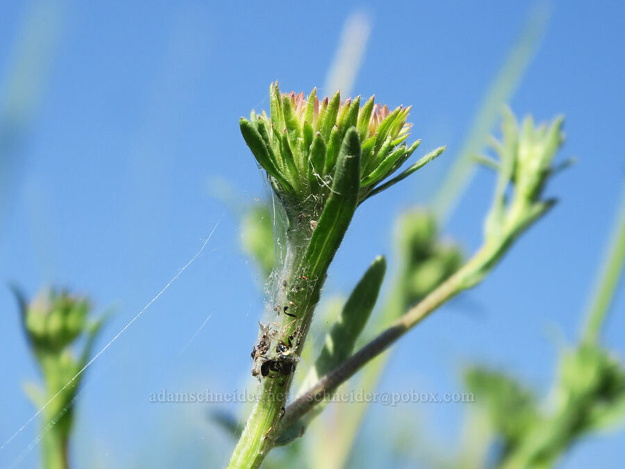leafy-bract aster, budding (Symphyotrichum foliaceum (Aster foliaceus)) [Marks Creek, Ochoco National Forest, Crook County, Oregon]