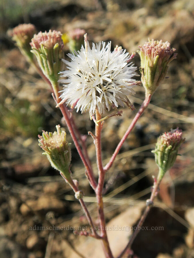 Douglas' pincushion, gone to seed (Chaenactis douglasii) [Grizzly Mountain, Crook County, Oregon]