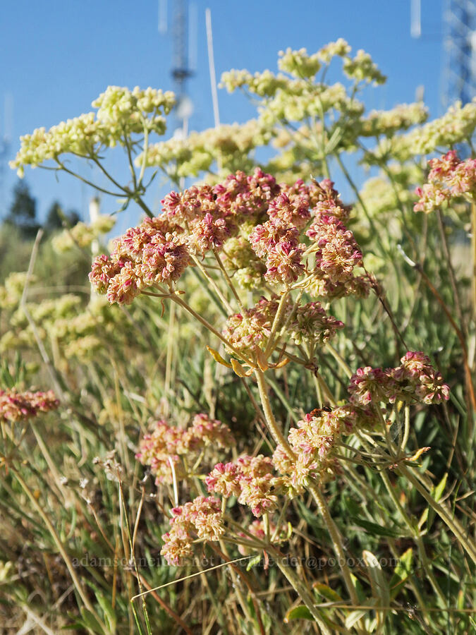 parsnip-flower buckwheat (Eriogonum heracleoides) [Grizzly Mountain, Crook County, Oregon]