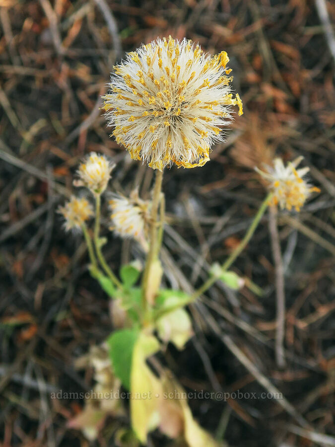heart-leaf arnica, gone to seed (Arnica cordifolia) [Grizzly Mountain, Crook County, Oregon]