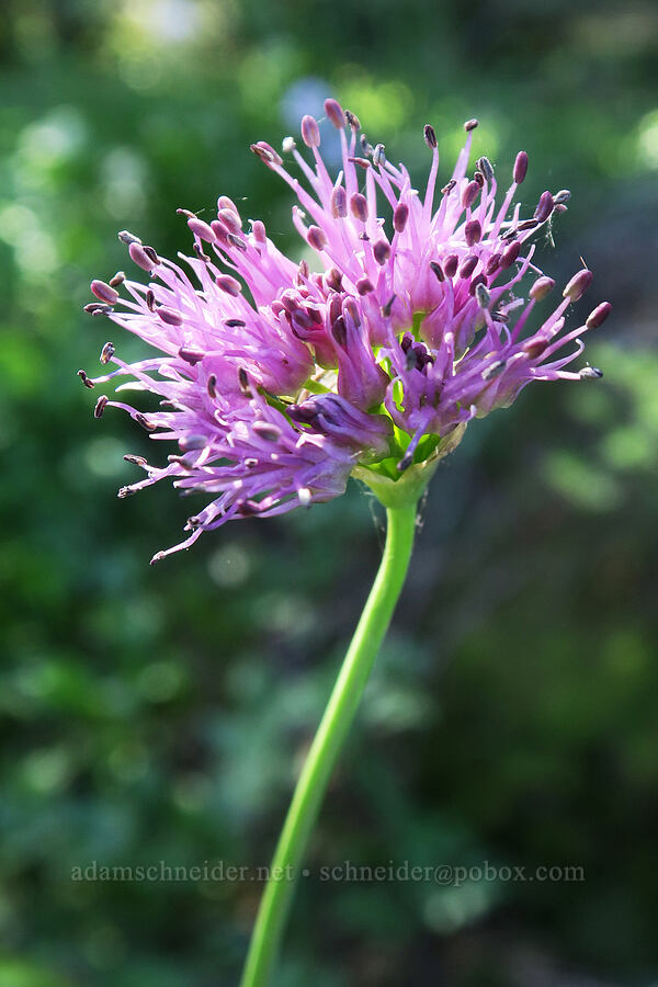 swamp onion (Allium validum) [High Prairie Trailhead, Mt. Hood National Forest, Hood River County, Oregon]