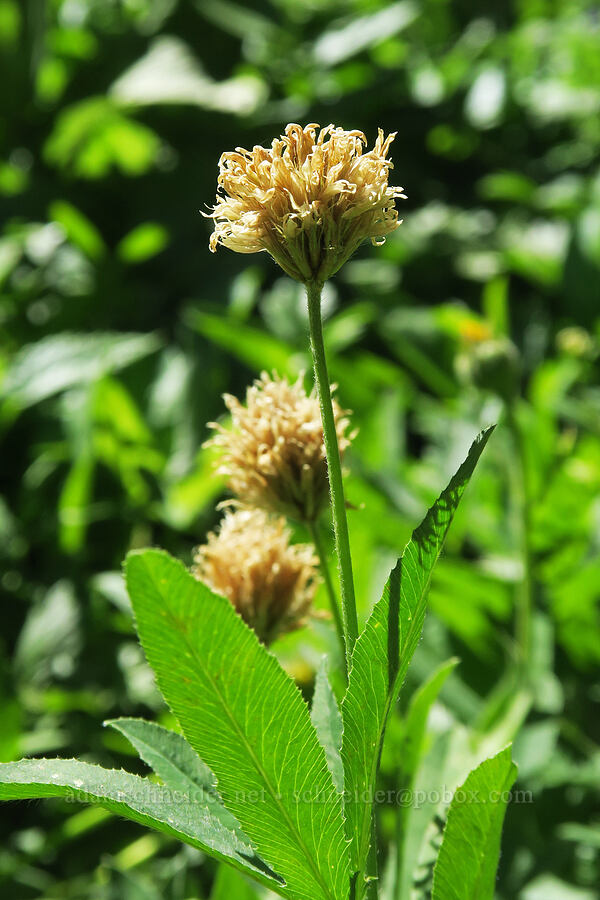 long-stalk clover, fading (Trifolium longipes) [High Prairie Trail, Badger Creek Wilderness, Hood River County, Oregon]