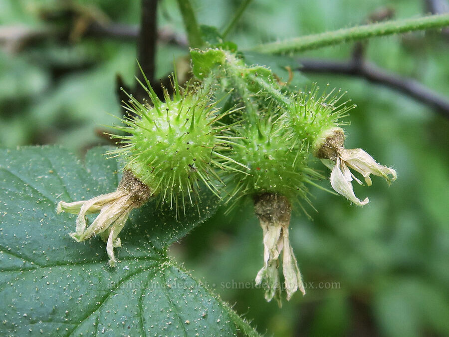 spiny gooseberries (Ribes watsonianum (Grossularia watsoniana)) [High Prairie Trail, Badger Creek Wilderness, Hood River County, Oregon]