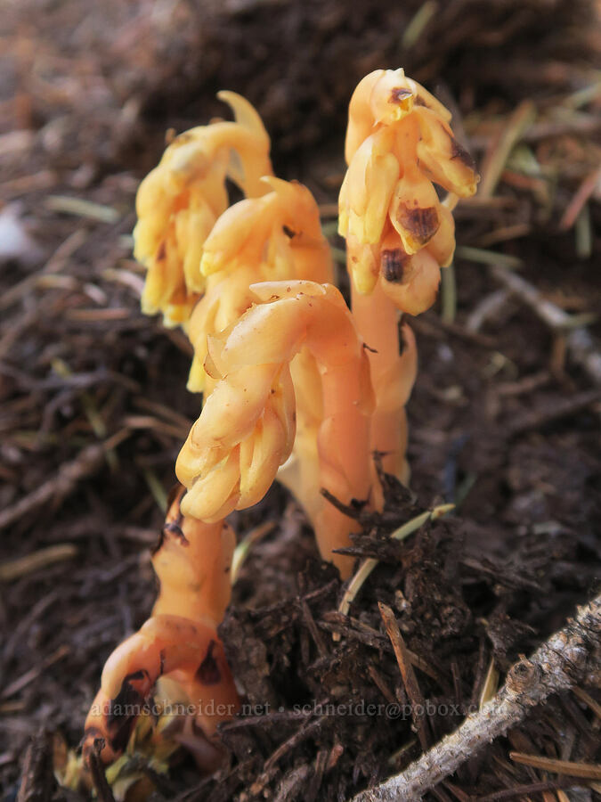 pinesap (Monotropa hypopitys) [High Prairie Trail, Badger Creek Wilderness, Hood River County, Oregon]