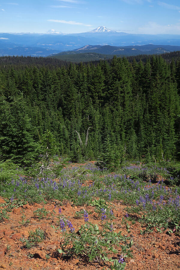 lupines & volcanoes (Lupinus latifolius) [High Prairie Trail, Badger Creek Wilderness, Hood River County, Oregon]