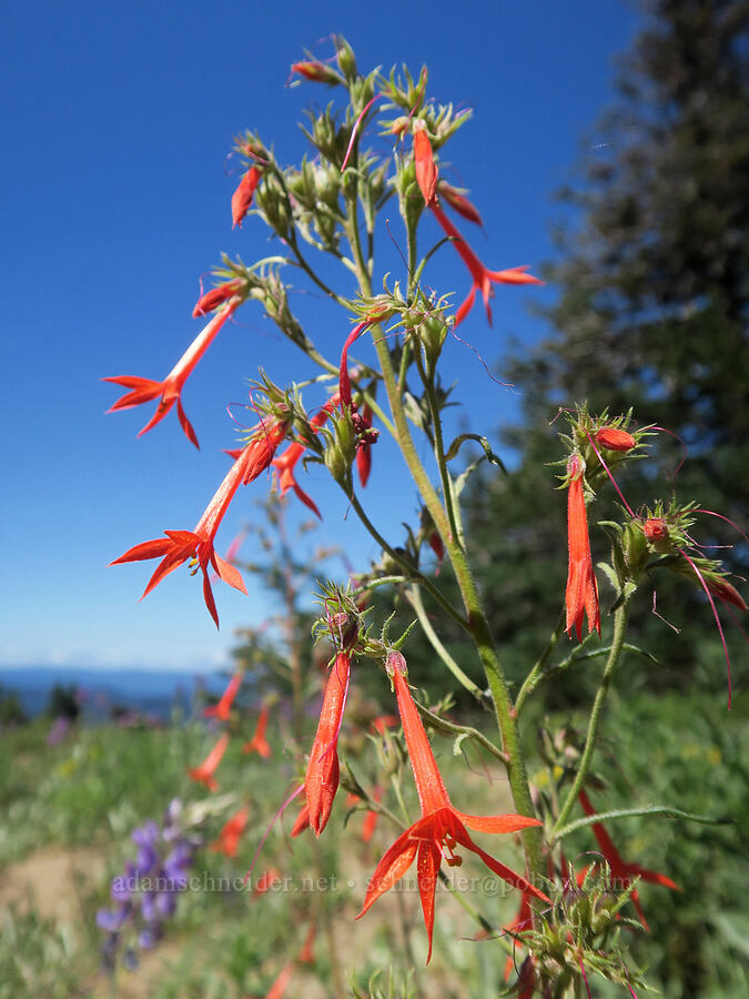 scarlet gilia (Ipomopsis aggregata) [Divide Trail, Badger Creek Wilderness, Hood River County, Oregon]
