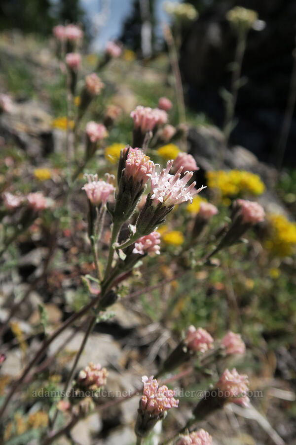 Douglas' pincushion (Chaenactis douglasii) [Divide Trail, Badger Creek Wilderness, Hood River County, Oregon]