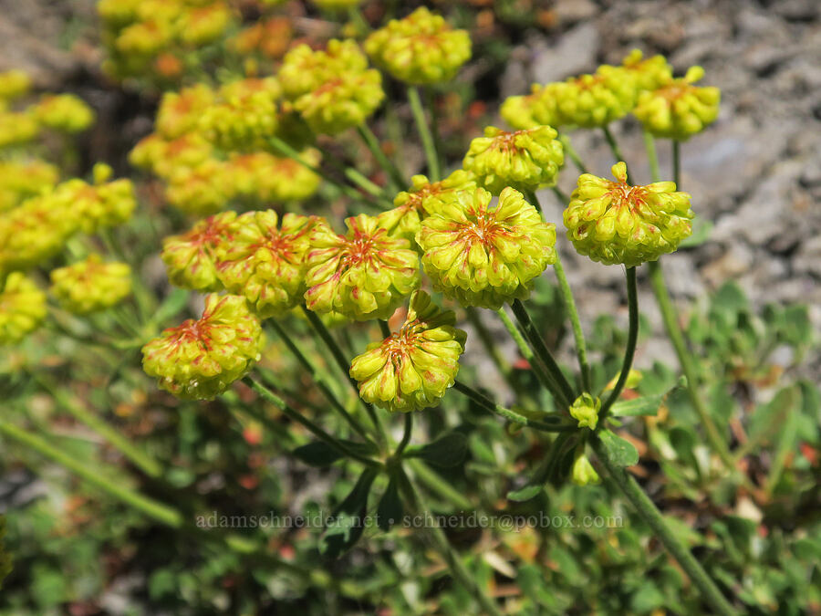 sulphur-flower buckwheat (Eriogonum umbellatum var. sandbergii) [Divide Trail, Badger Creek Wilderness, Hood River County, Oregon]