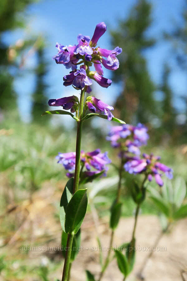 small-flowered penstemon (Penstemon procerus) [Divide Trail, Badger Creek Wilderness, Hood River County, Oregon]