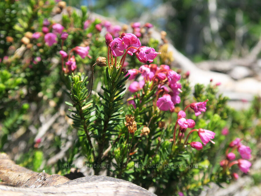 pink mountain heather (Phyllodoce empetriformis) [Divide Trail, Badger Creek Wilderness, Hood River County, Oregon]