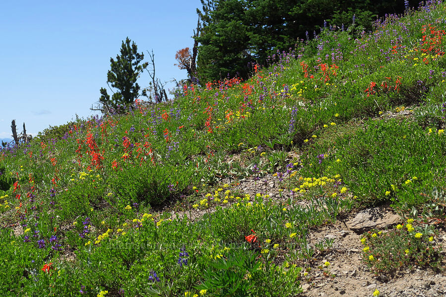 wildflowers in primary colors (Ipomopsis aggregata, Eriogonum umbellatum, Lupinus latifolius) [Divide Trail, Badger Creek Wilderness, Hood River County, Oregon]