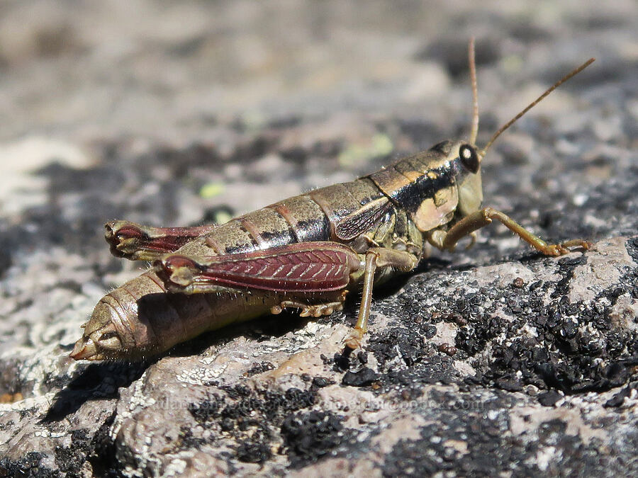 Cascade timberline grasshopper (Prumnacris rainierensis) [Lookout Mountain, Badger Creek Wilderness, Hood River County, Oregon]