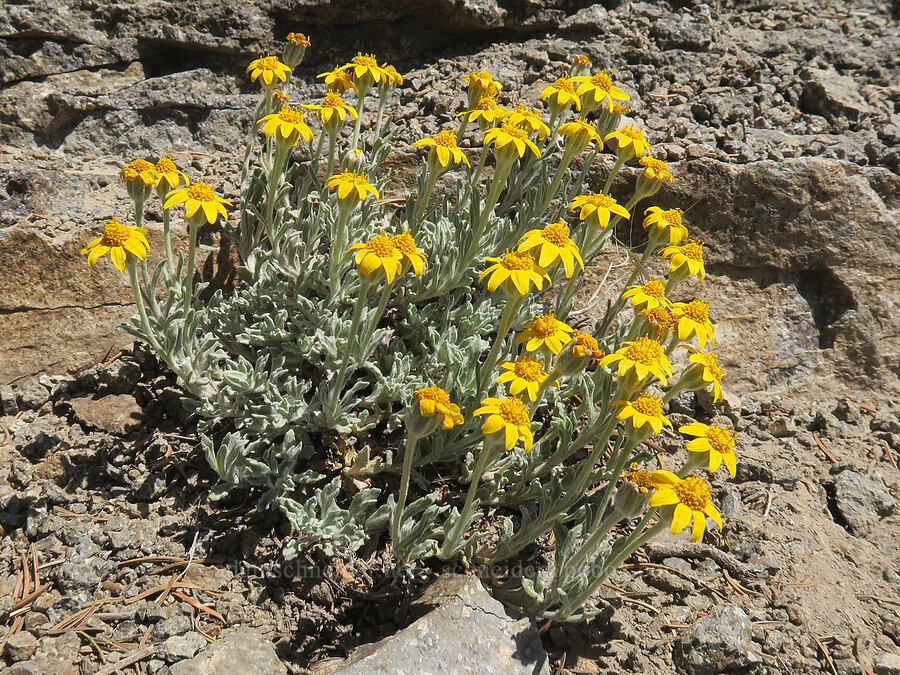 Oregon sunshine (Eriophyllum lanatum) [Lookout Mountain, Badger Creek Wilderness, Hood River County, Oregon]