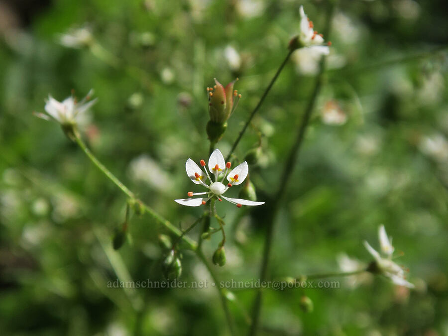 rusty saxifrage (Micranthes ferruginea (Saxifraga ferruginea)) [High Prairie Trail, Badger Creek Wilderness, Hood River County, Oregon]