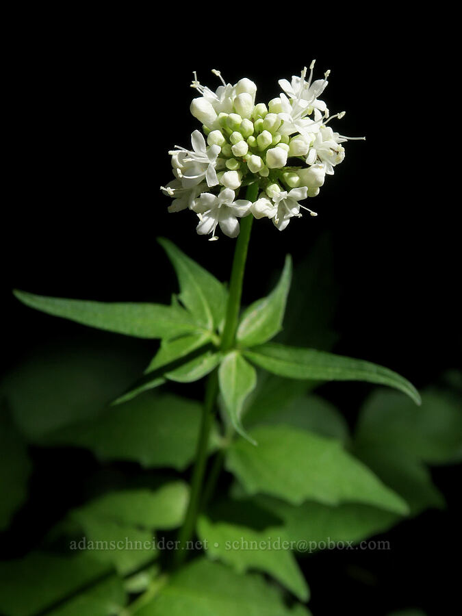 Sitka valerian (Valeriana sitchensis) [High Prairie Trail, Badger Creek Wilderness, Hood River County, Oregon]