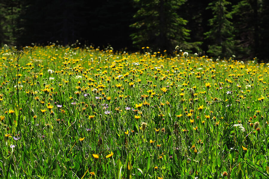 wildflowers (Arnica sp., Ligusticum grayi, Erigeron glacialis var. glacialis, Bistorta bistortoides (Polygonum bistortoides)) [High Prairie Trailhead, Mt. Hood National Forest, Hood River County, Oregon]