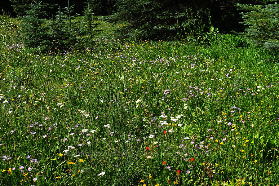 wildflowers (Ligusticum grayi, Castilleja suksdorfii, Arnica sp., Symphyotrichum foliaceum (Aster foliaceus)) [High Prairie Trailhead, Mt. Hood National Forest, Hood River County, Oregon]
