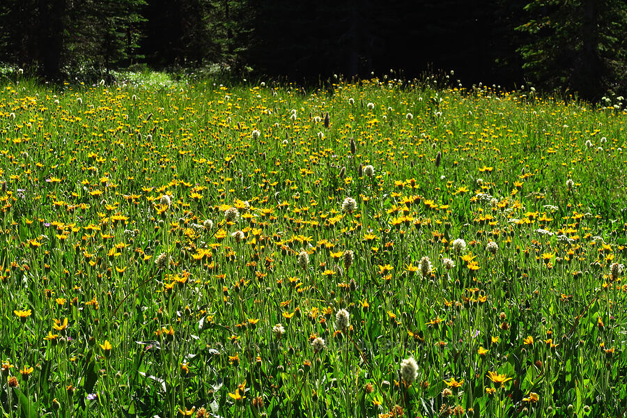 arnica & bistort (Arnica sp., Bistorta bistortoides (Polygonum bistortoides)) [High Prairie Trailhead, Mt. Hood National Forest, Hood River County, Oregon]
