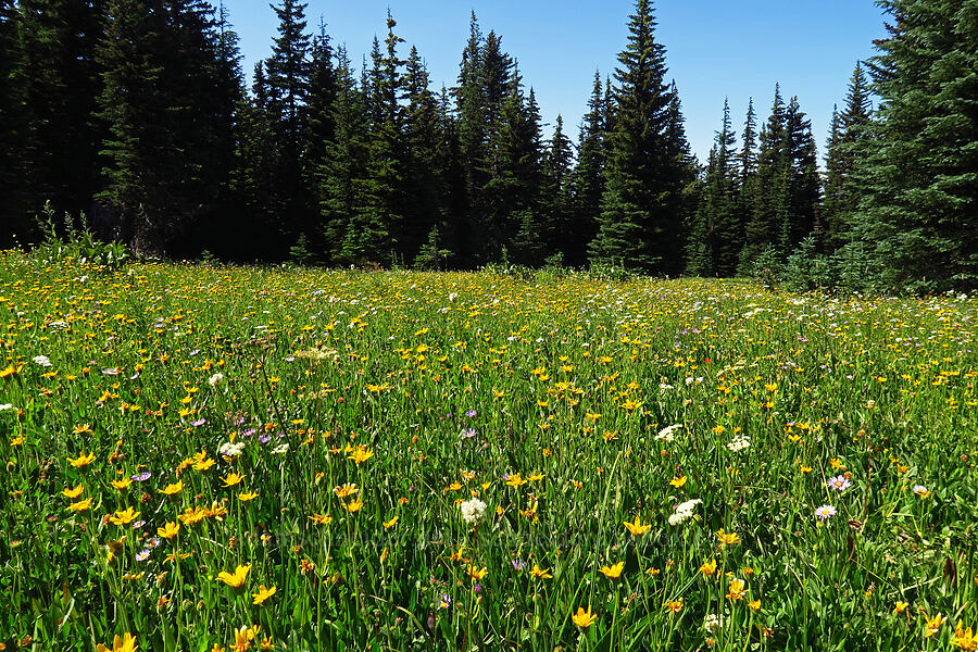 wildflowers (Arnica sp., Bistorta bistortoides (Polygonum bistortoides), Erigeron glacialis var. glacialis, Ligusticum grayi) [High Prairie Trailhead, Mt. Hood National Forest, Hood River County, Oregon]