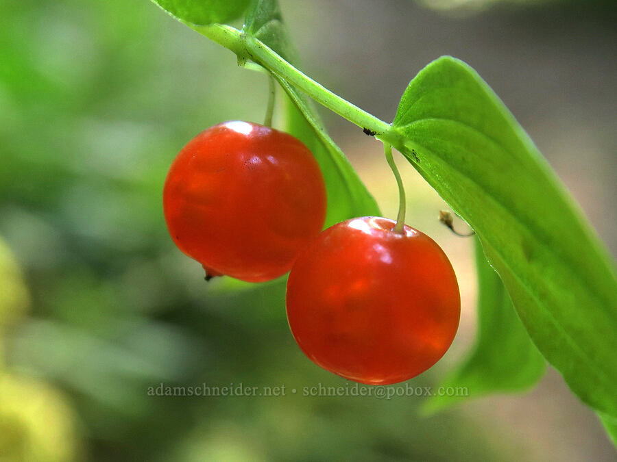 twisted-stalk berries (Streptopus amplexifolius) [Upper Big Quilcene Trail, Buckhorn Wilderness, Jefferson County, Washington]