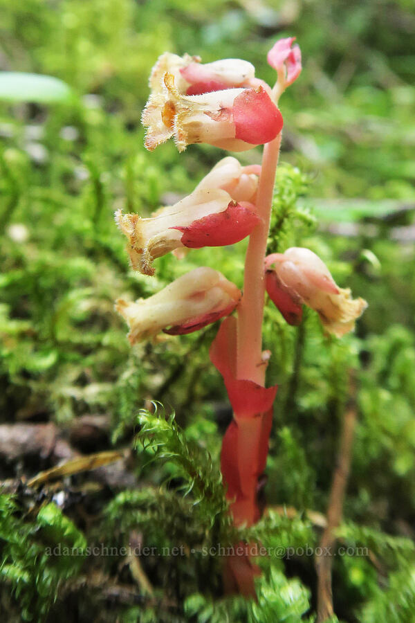 pinesap (Monotropa hypopitys) [Upper Big Quilcene Trail, Buckhorn Wilderness, Jefferson County, Washington]