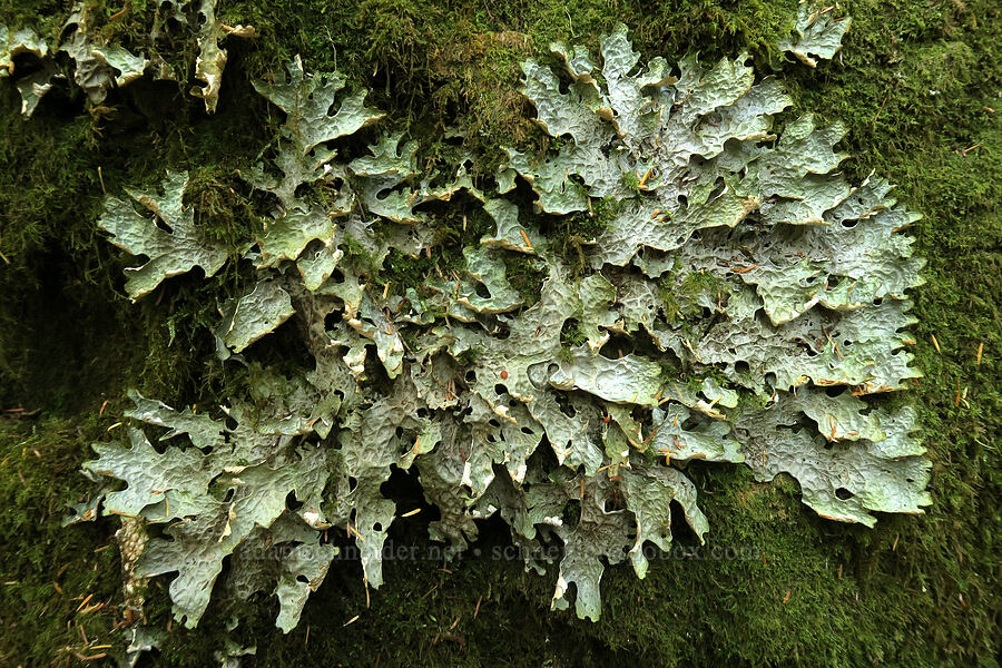 pelt lichen (Peltigera sp.) [Upper Big Quilcene Trail, Buckhorn Wilderness, Jefferson County, Washington]