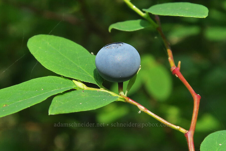 oval-leaf blueberry (Vaccinium ovalifolium) [Upper Big Quilcene Trail, Buckhorn Wilderness, Jefferson County, Washington]