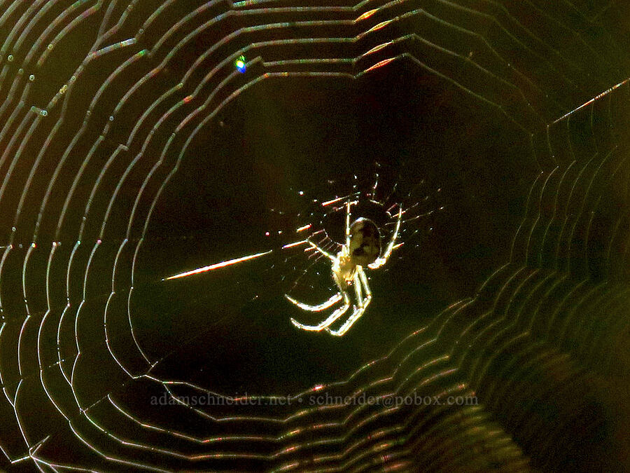 spider in its web [Upper Big Quilcene Trail, Buckhorn Wilderness, Jefferson County, Washington]