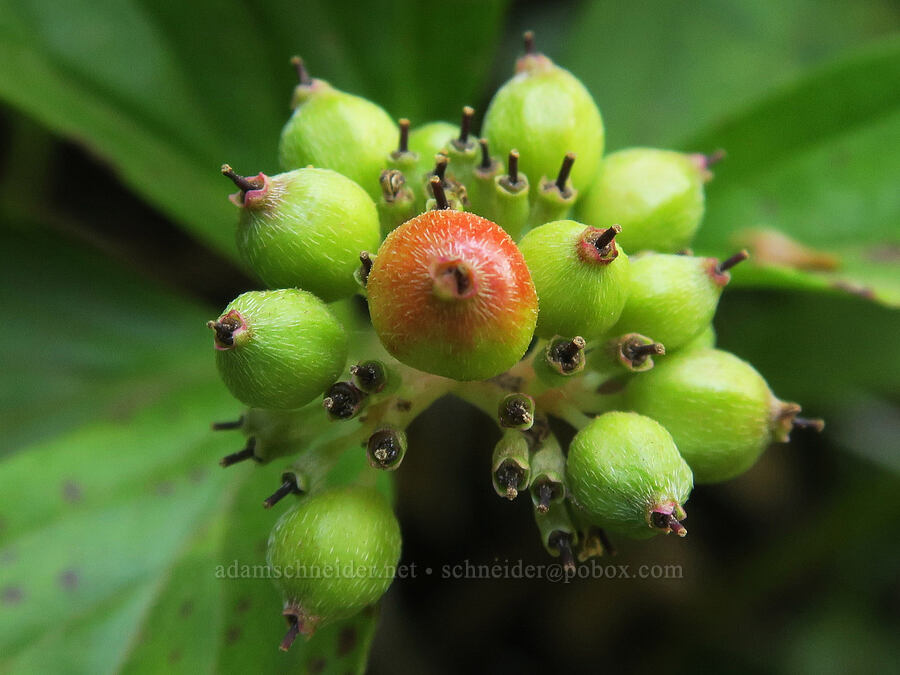 unripe bunchberries (Cornus unalaschkensis (Cornus canadensis)) [Upper Big Quilcene Trail, Buckhorn Wilderness, Jefferson County, Washington]
