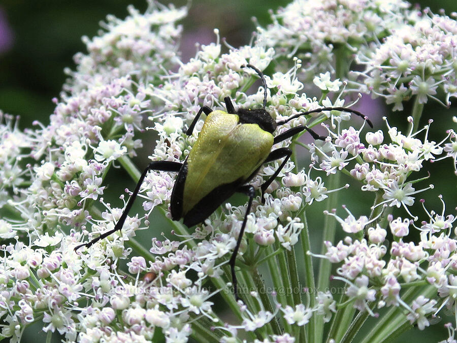 kneeling angelica (and a longhorn beetle) (Angelica genuflexa, Pachyta armata) [Upper Big Quilcene Trail, Buckhorn Wilderness, Jefferson County, Washington]
