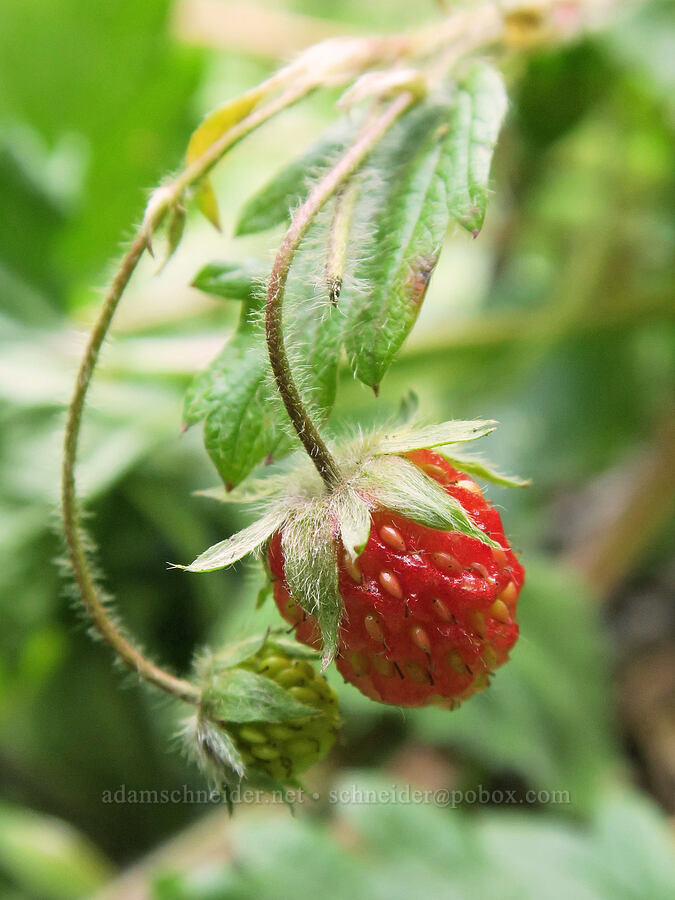 wild strawberry (Fragaria vesca) [Upper Big Quilcene Trail, Buckhorn Wilderness, Jefferson County, Washington]