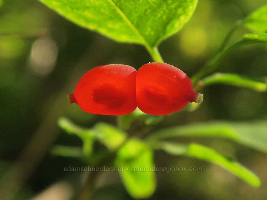 Utah honeysuckle berries (Lonicera utahensis) [Upper Big Quilcene Trail, Buckhorn Wilderness, Jefferson County, Washington]