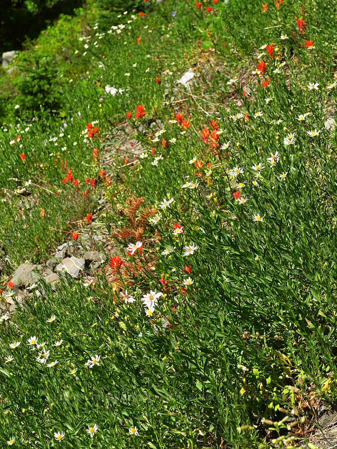 wildflowers [Upper Big Quilcene Trail, Buckhorn Wilderness, Jefferson County, Washington]