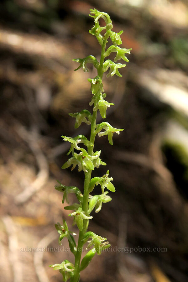 Alaska rein orchid (Platanthera unalascensis (Piperia unalascensis)) [Upper Big Quilcene Trail, Buckhorn Wilderness, Jefferson County, Washington]
