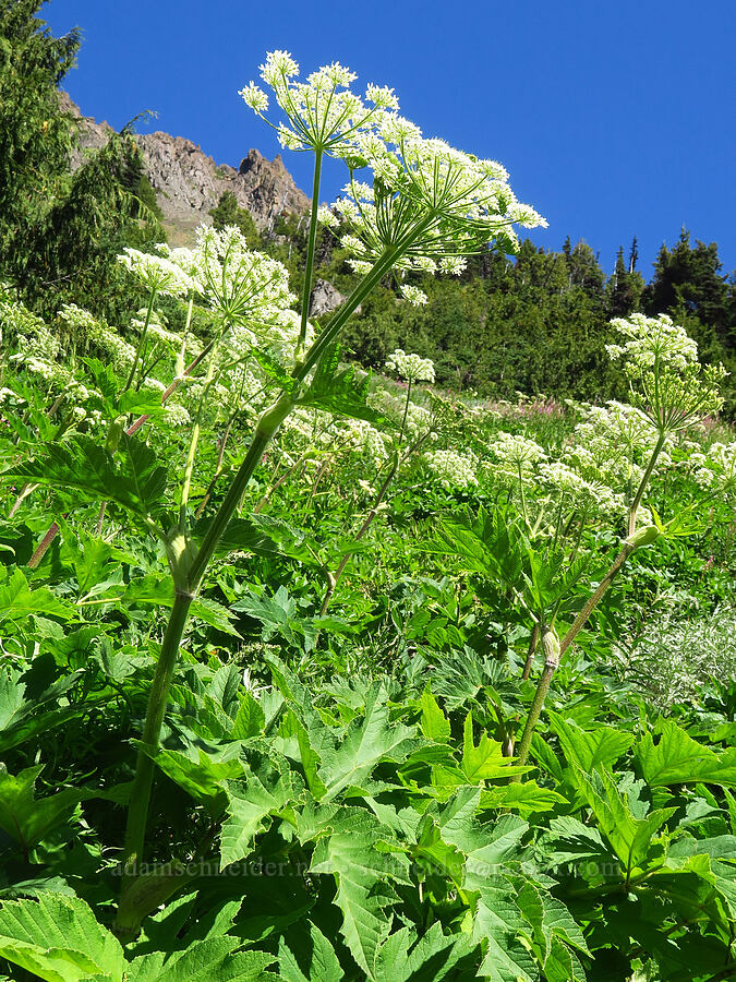 cow parsnip (Heracleum maximum) [Upper Big Quilcene Trail, Buckhorn Wilderness, Jefferson County, Washington]