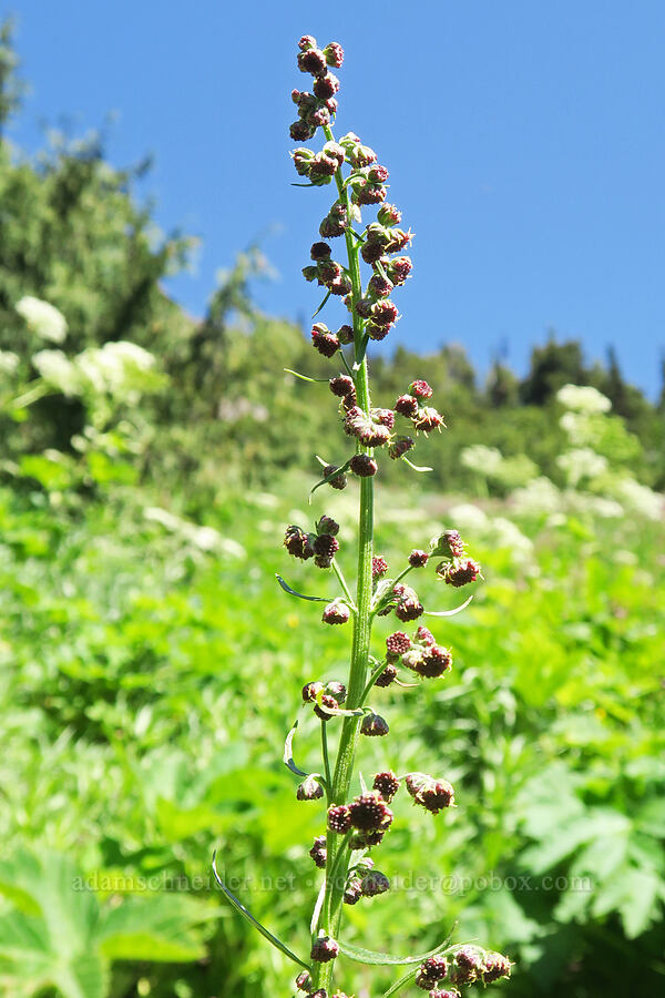 tall wormwood (Aleutian mugwort) (Artemisia tilesii) [Upper Big Quilcene Trail, Buckhorn Wilderness, Jefferson County, Washington]