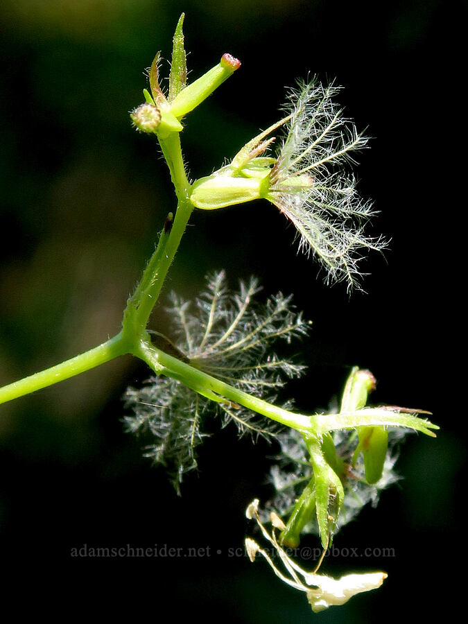 Sitka valerian, going to seed (Valeriana sitchensis) [Upper Big Quilcene Trail, Buckhorn Wilderness, Jefferson County, Washington]