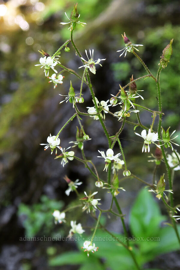 brook saxifrage (Micranthes odontoloma) [Upper Big Quilcene Trail, Buckhorn Wilderness, Jefferson County, Washington]