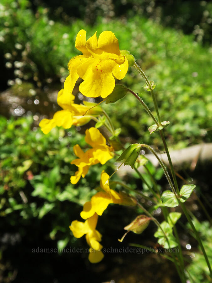 yellow monkeyflower (Erythranthe guttata (Mimulus guttatus)) [Upper Big Quilcene Trail, Buckhorn Wilderness, Jefferson County, Washington]