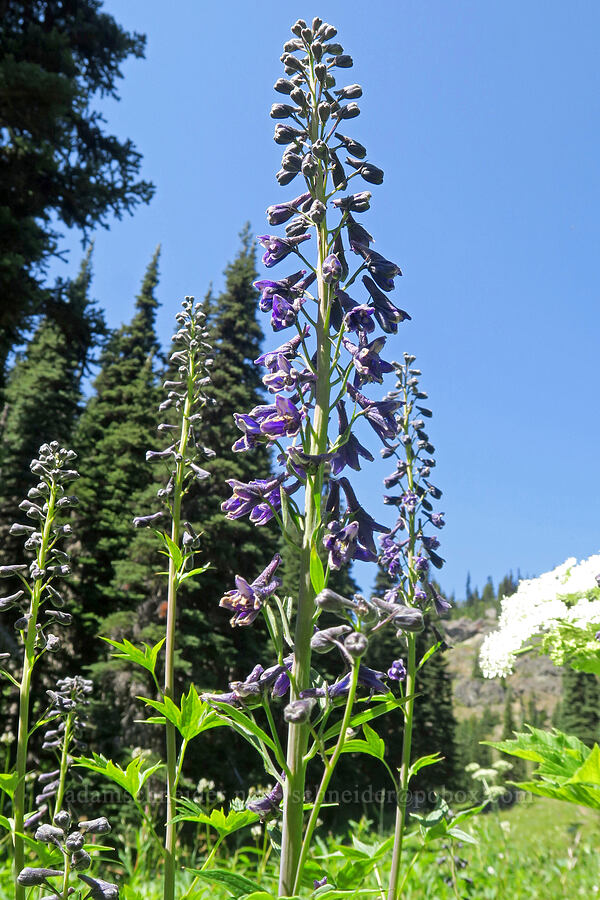 Sierra larkspur (Delphinium glaucum) [Upper Big Quilcene Trail, Buckhorn Wilderness, Jefferson County, Washington]