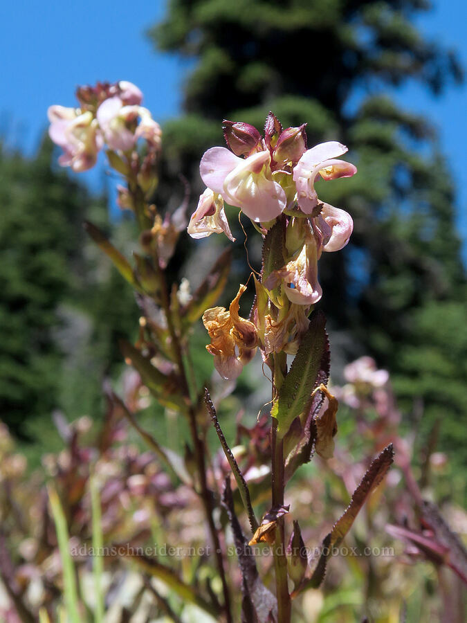 sickle-top lousewort (Pedicularis racemosa) [Upper Big Quilcene Trail, Buckhorn Wilderness, Jefferson County, Washington]
