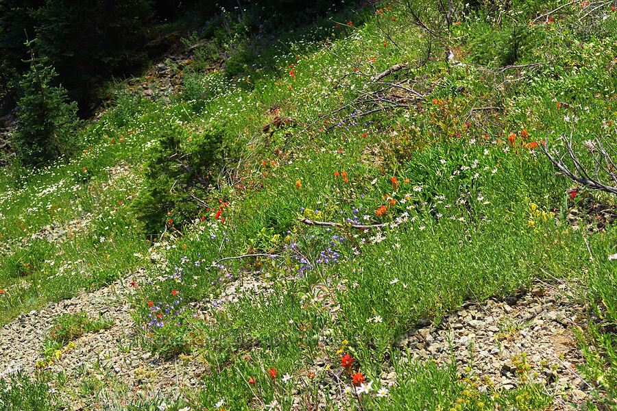 wildflowers [Upper Big Quilcene Trail, Buckhorn Wilderness, Jefferson County, Washington]